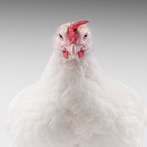 White Feather broiler