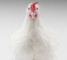 White feather broiler