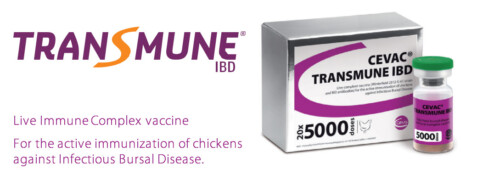TransmuneIBD packshot